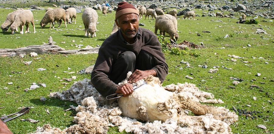 middle eastern sheep shearing
