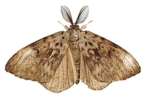 https://cdn.nazmiyalantiquerugs.com/wp-content/uploads/2019/07/moth-infested-rugs.jpg
